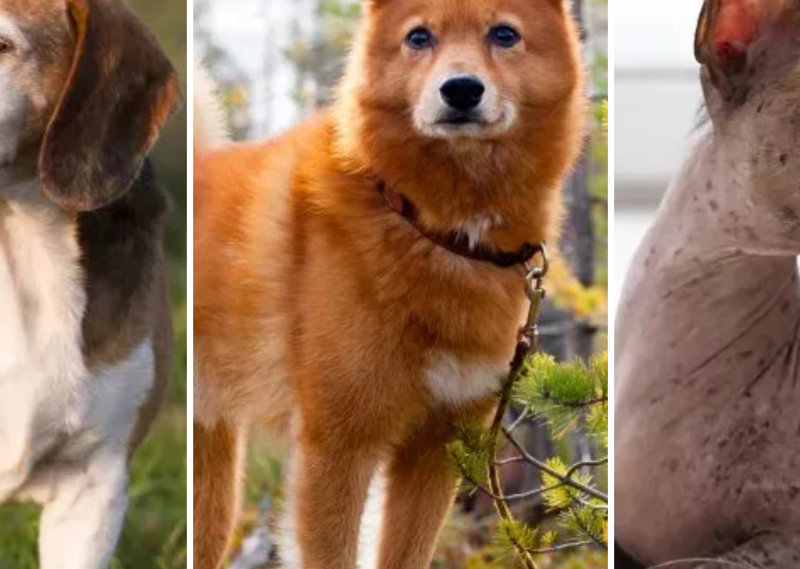 7 Most Distinctive and Uncommon Dog Varieties